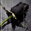 Roses avatars