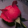 Roses avatars