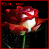 Roses avatars