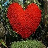 Roses avatars