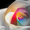 Roses avatars