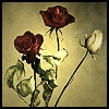 Roses avatars