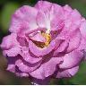 Roses avatars