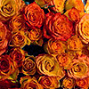 Roses avatars