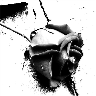 Roses avatars