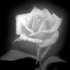 Roses avatars