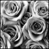 Roses avatars