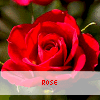 Roses avatars