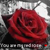 Roses avatars