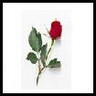Roses avatars