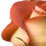 Roses avatars