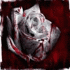 Roses avatars