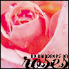 Roses avatars
