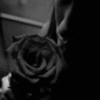 Roses avatars