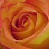 Roses avatars