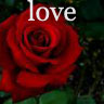 Roses avatars