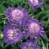 Roses avatars