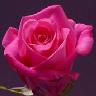 Roses avatars