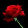 Roses avatars