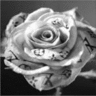Roses avatars