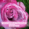 Roses avatars