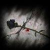 Roses avatars