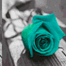 Roses avatars