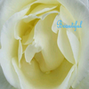 Roses avatars