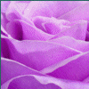 Roses avatars