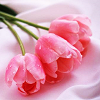 Roses avatars