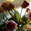 Roses avatars