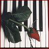 Roses avatars