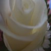 Roses avatars