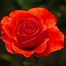 Roses avatars