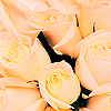 Roses avatars