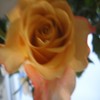 Roses avatars