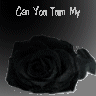 Roses avatars