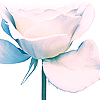 Roses avatars