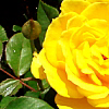 Roses avatars