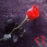 Roses avatars