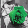 Roses avatars