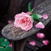 Roses avatars