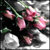 Roses avatars
