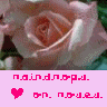 Roses avatars