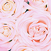 Roses avatars