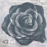 Roses avatars