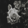 Roses avatars