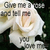 Roses avatars