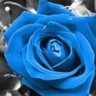 Roses avatars