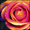 Roses avatars